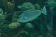 Unicorn surgeonfish, Naso, on a marine reef
