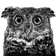 Head owl draw monochrome vector on white background.