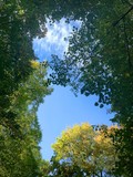 Fototapeta Na sufit - beautiful autumnal tree canopy
