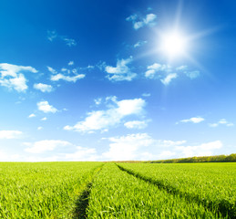 Wall Mural - green field under blue sky with white clouds