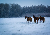 Fototapeta Konie - Horses on the snow