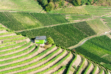 Wall Mural - Vinyards on Blackforest Foothills