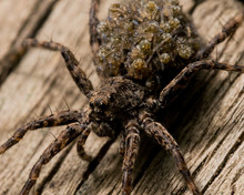 Wolf Spider Carries Babies On Back