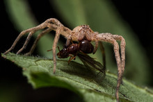 Brown Wolf Spider Eats Red Ant With Wings On Green Leaf