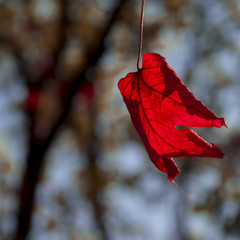 Wall Mural - maple leaf red autumn