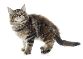Naklejka na meble maine coon kitten