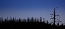 Mountain Pine Forest After Wildfire