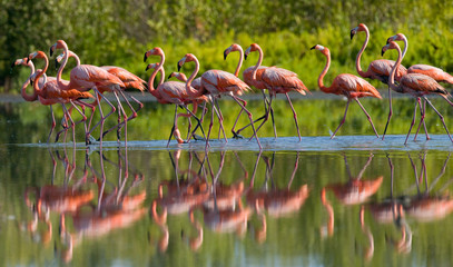 Plakat ptak flamingo fauna kuba