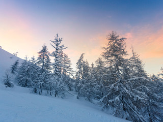 Canvas Print - Beautiful winter landscape with snow covered trees