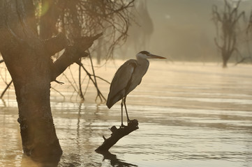 Sticker - Heron