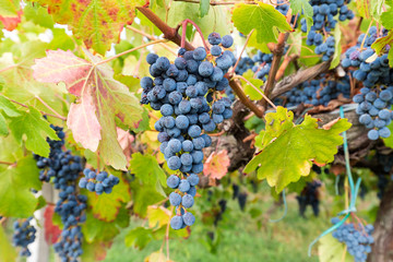 bunch of grapes to harvest