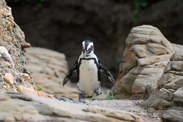 Wall Mural - penguin walking