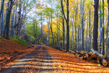 Sticker - Footpath winding through colorful forest