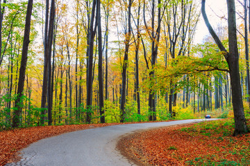 Canvas Print - Road in autumn beech landscape