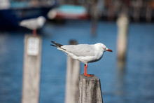 Seagull On Harbor Background