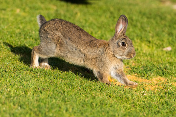 Young puppy Jack rabbit hare wild bunny