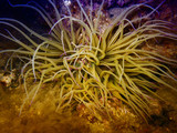 Anemone in mediterranean sea