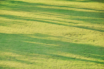  abstract background of tree shadow on grass field
