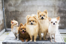 Dog Family,there Are Three Brown Pomeranian Dogs ,mother Sister Brother.Two Friends Chihuahua.