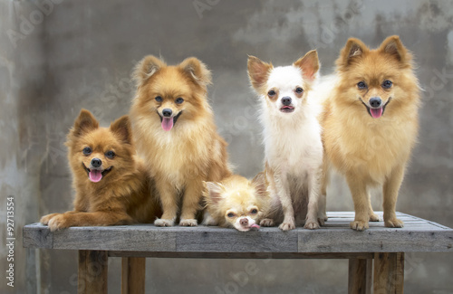 Plakat na zamówienie dog family,there are three brown Pomeranian dogs ,mother sister brother.Two friends Chihuahua.