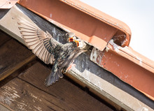 Flying Common Starling Feeding Babies