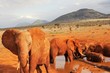 Elephanten trinken an Pipeline in Kenia