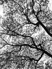  Silhouette tree