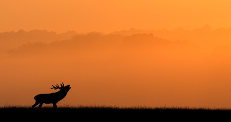 Wall Mural - silhouette of a red deer stag against an orange misty background