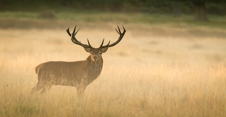 Wall Mural - red deer stag at dawn