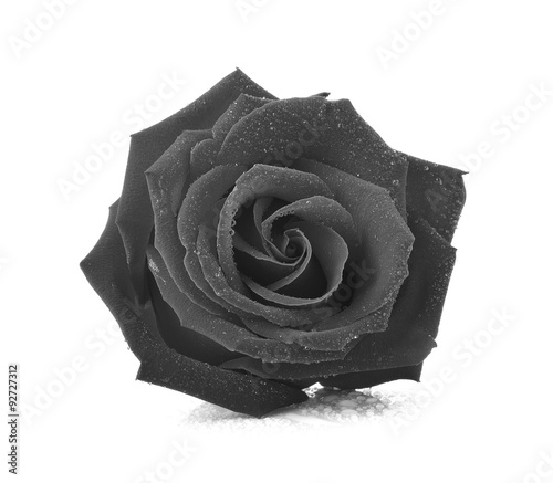 Black Rose Gothic Giant Wall Mural Art Poster Picture Print 50x35 Inches