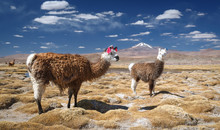 Lamas, Altiplano, Bolivia