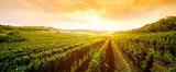 landscape of vineyard