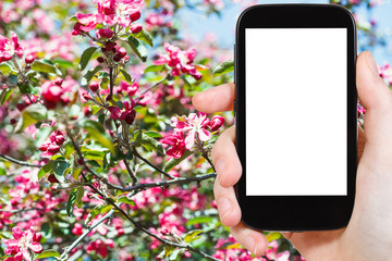 Canvas Print - smartphone and red blossoms on tree in spring