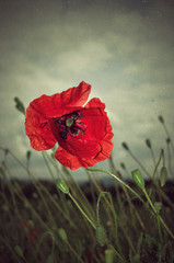 Poppy in rain