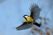 Flying Great Tit against autumn sky background