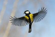 Front View Of Flying Great Tit Against Autumn Sky Background