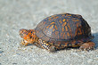 © Brian E Kushner - Eastern Box Turtle on Dirt Road