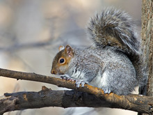 Eastern Gray Squirrel Resting In A Tree