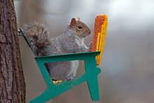 Eastern Gray Squirrel Eating Corn