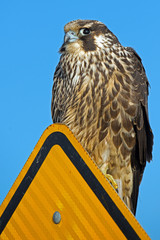 Wall Mural - Juvenile Peregrine Falcon