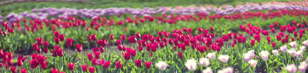 Wall Mural - Tulips field