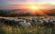 Shepherds And Sheep Carpathians