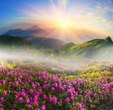 Rhododendrons in May