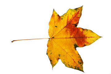 Wall Mural - maple leaf red autumn