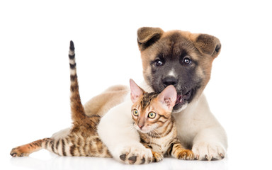 Akita inu puppy dog hugs bengal kitten. isolated on white backgr