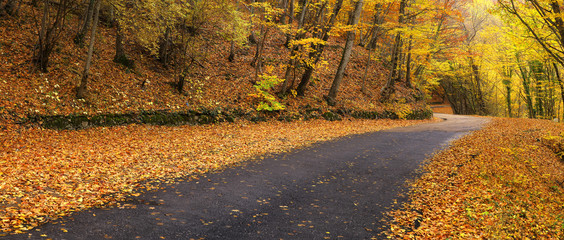 Wall Mural - road in autumn forest. natural panoramic composition in the autumn time