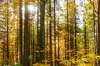 © Maygutyak - Read and yellow autumn forest
