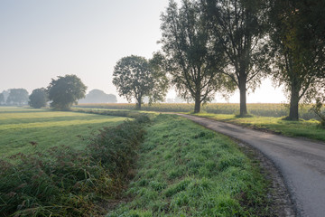 Canvas Print - Trees beside a curved country road