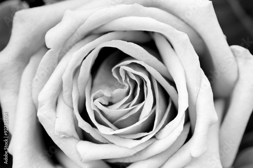 Naklejka na szybę Rose petal texture black and white