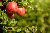 outdoor shot containing a bunch of red apples on a branch ready